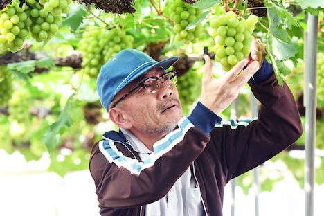 「しあわせのマスカット」