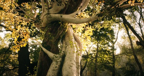 「トールキン 旅のはじまり」新場面写真