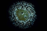 「魔界探偵ゴーゴリ 暗黒の騎士と生け贄の美女たち」 (c)TNT-Broadcasting Network JSC