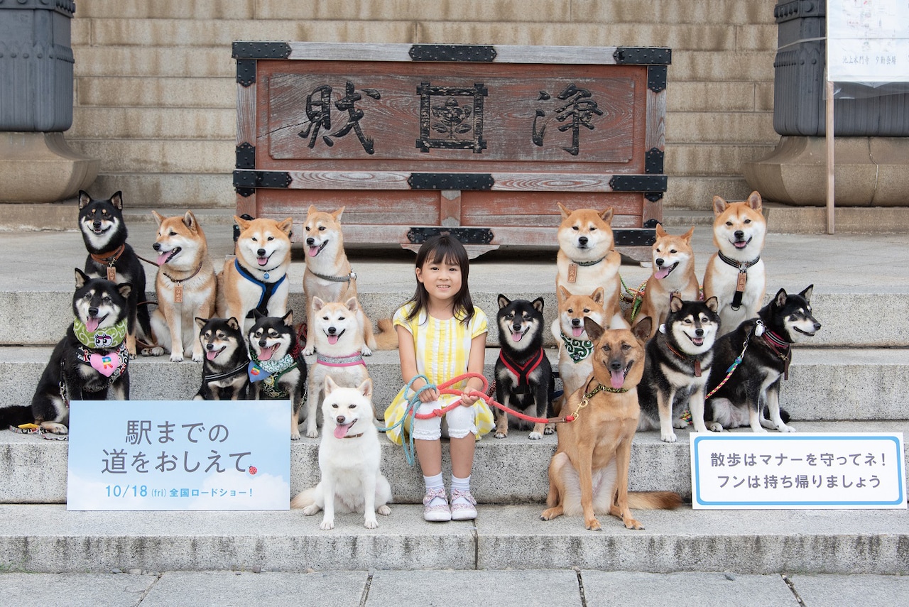 柴犬応援団が新津ちせを応援、「駅までの道をおしえて」ヒット祈願イベント