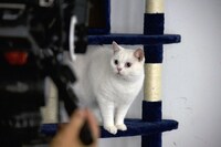 「猫探偵の事件簿2」