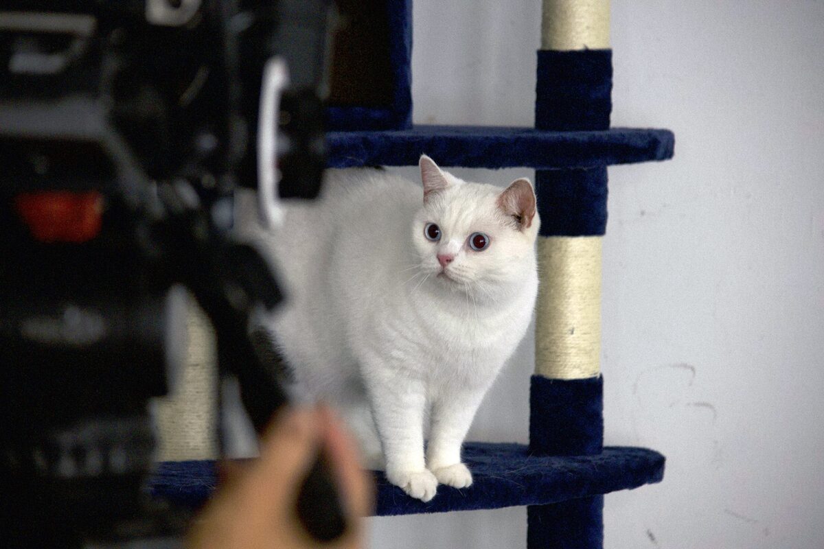 猫探偵の事件簿2 画像ギャラリー 4 4 映画ナタリー