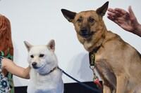 左から犬のルーとルース。