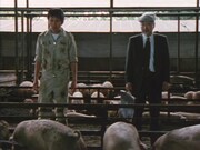 「八月の軽い豚」