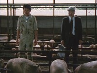 「八月の軽い豚」