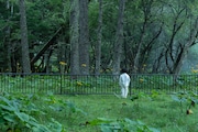「約束のネバーランド」