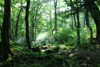 「約束のネバーランド」