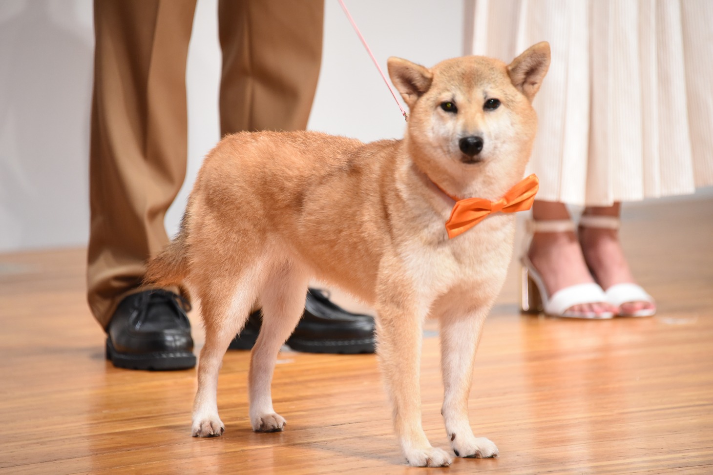 シロ