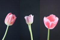 アンナ・リドラー「モザイク・ウィルス」2018-2019年