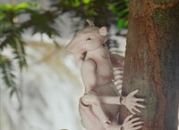 「Winter in the Rainforest」