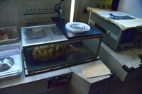 研究家のラボより、ゲスラの排泄物。