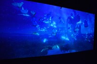 モルフォ蝶のインタラクティブ映像。