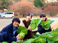 空き時間に会場でキャベツ採りに参加するキャストたち。