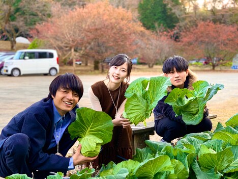 空き時間に会場でキャベツ採りに参加するキャストたち。