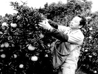 「水俣の甘夏」 (c)青林舎