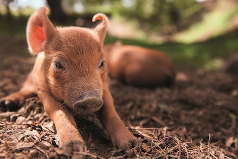 「ビッグ・リトル・ファーム 理想の暮らしのつくり方」
