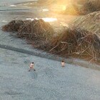 「間隙」でヒスロム作品や新藤兼人賞金賞・村上浩康の「小さな学校」上映