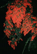 「装苑」3月号より。（撮影：森川葵）