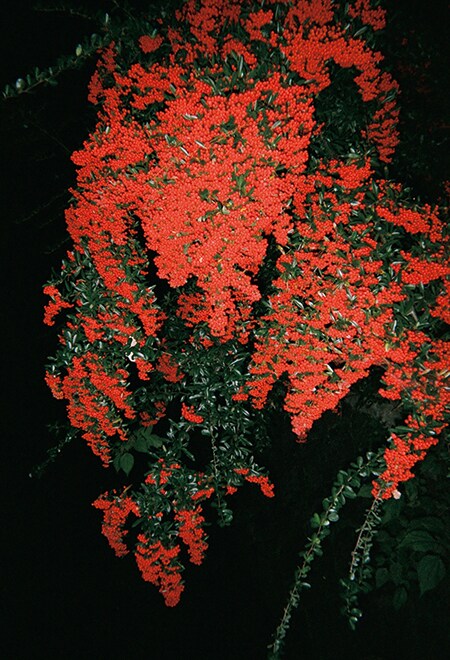 「装苑」3月号より。（撮影：森川葵）