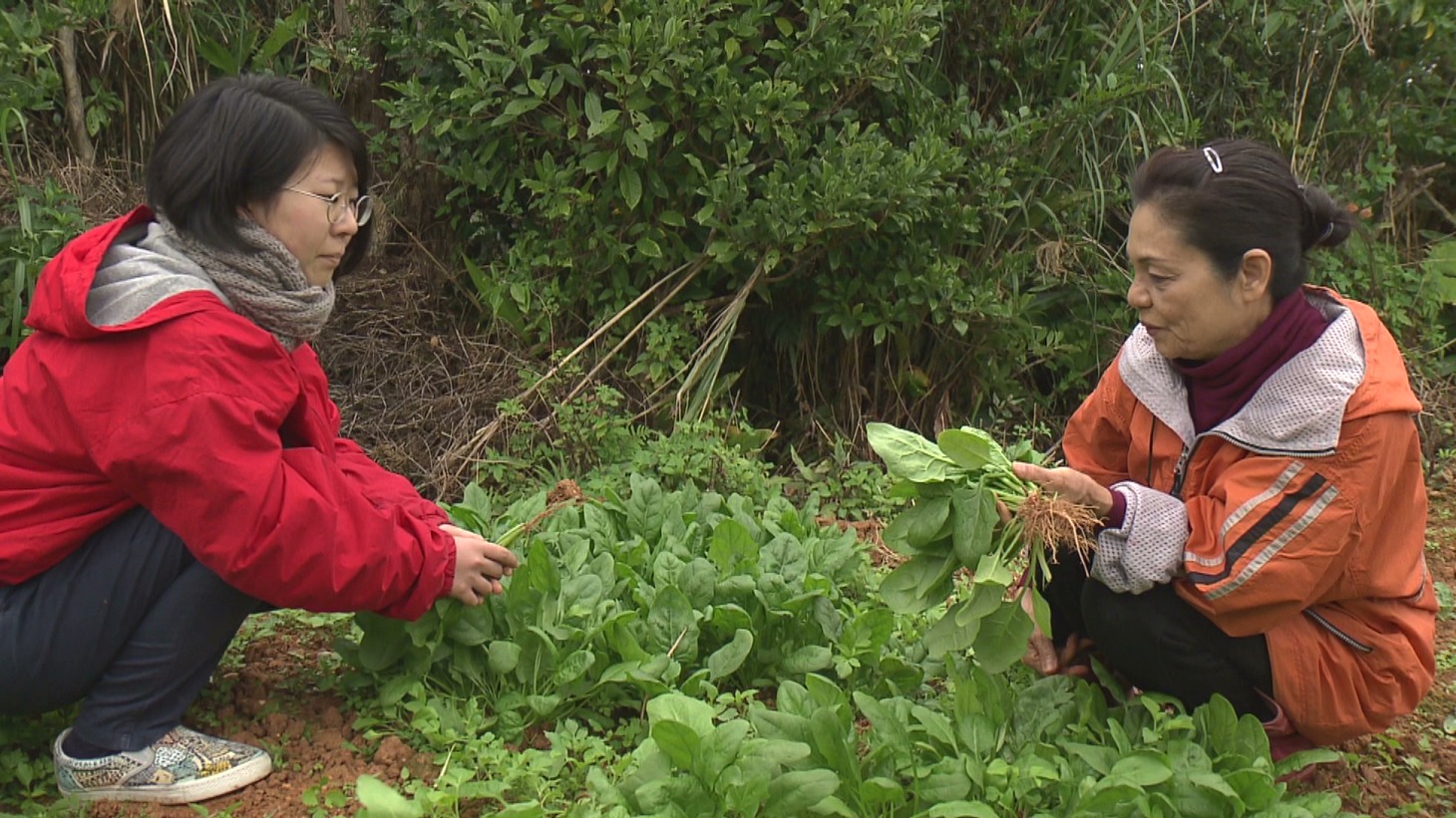 「ちむぐりさ 菜の花の沖縄日記」