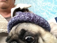 坂上忍が撮影したパグゾウとの映え写真。