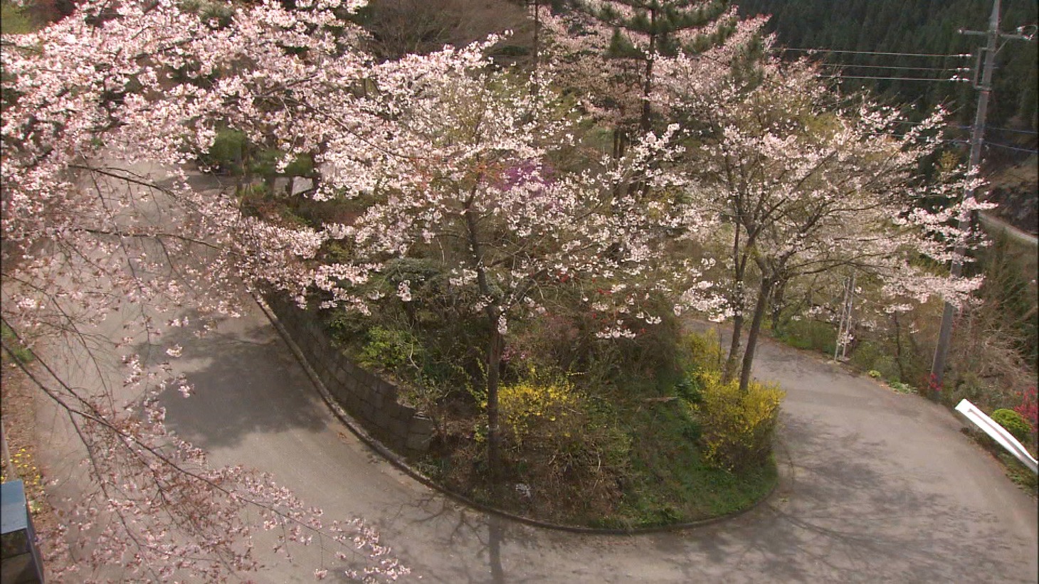 「花のあとさき ムツばあさんの歩いた道」