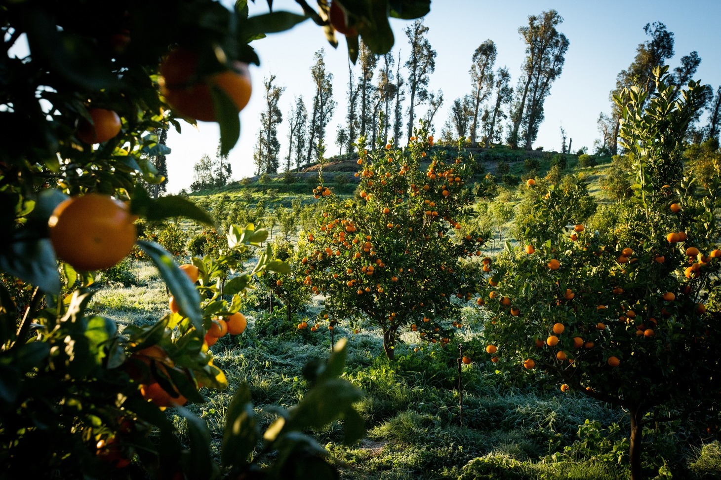 「ビッグ・リトル・ファーム 理想の暮らしのつくり方」新場面写真
