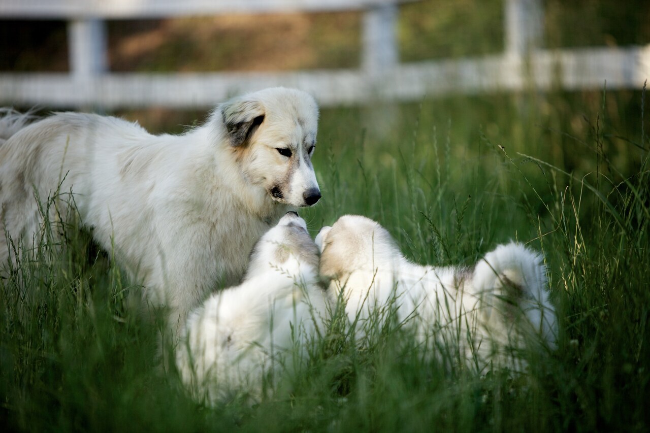 「ビッグ・リトル・ファーム」小林武史、岩合光昭、市川実和子らの感想到着