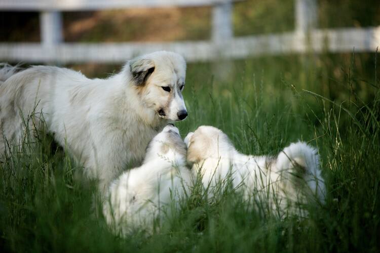 ビッグ リトル ファーム 小林武史 岩合光昭 市川実和子らの感想到着 コメントあり 写真19枚 映画ナタリー