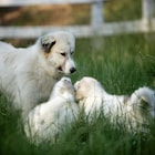 「ビッグ・リトル・ファーム」小林武史、岩合光昭、市川実和子らの感想到着