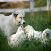 「ビッグ・リトル・ファーム」小林武史、岩合光昭、市川実和子らの感想到着