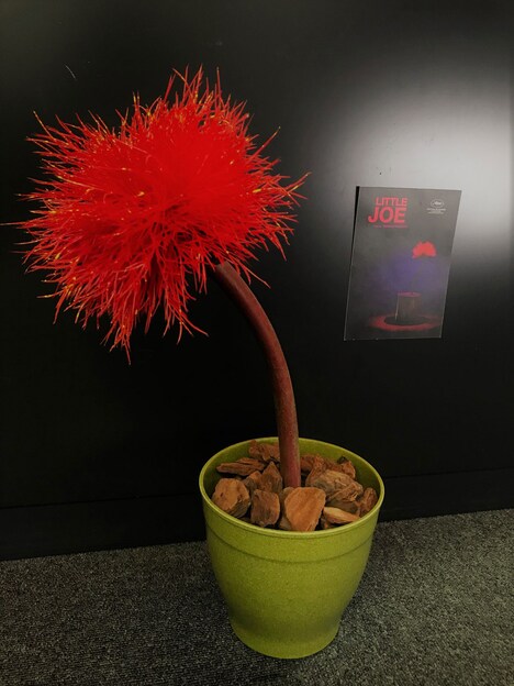 リトル・ジョーの鉢。