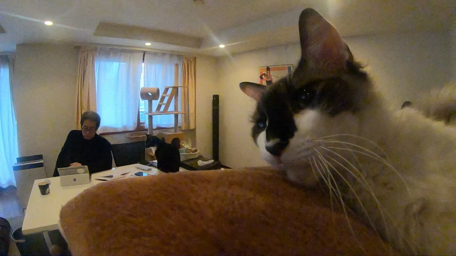 「ネコメンタリー 猫も、杓子も。尾崎将也とグーとばななとダリとロビンと鏑とさくら」