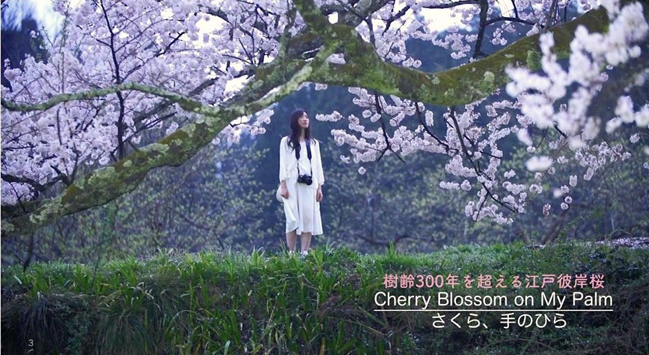 「さくら、手のひら」ビジュアル
