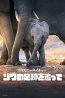 「ディズニーネイチャー／ゾウの足跡を追って」ビジュアル (c) 2020　Disne