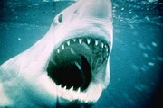 「ジョーズ」 (c)1975 Universal City Studios, Inc. All Rights Reserved.