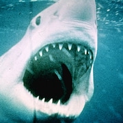 「ジョーズ」シリーズが地上波で3週連続オンエア