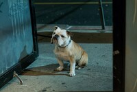 マーヴィン Photo by MARY CYBULSKI (c)2016 Inkjet Inc. All Rights Reserved.