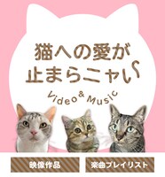 auスマートパス「ネコ特集」ビジュアル