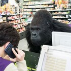 中身は人間?ゴリラが深夜のコンビニ襲撃、「シークレット・ジョブ」本編映像