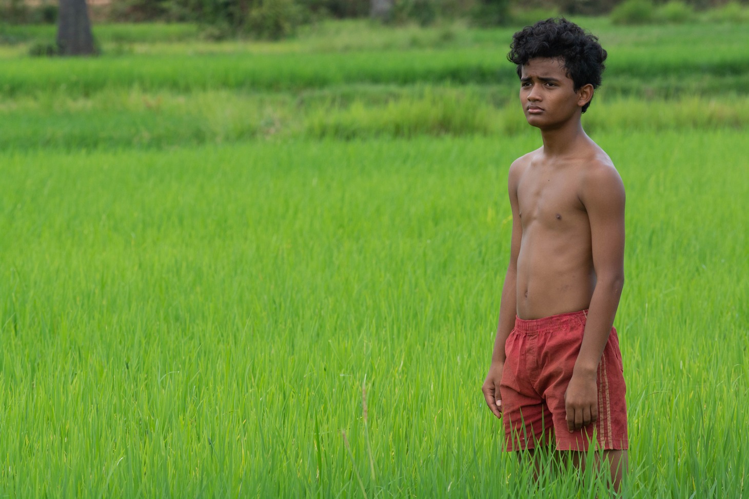 「ボヤンシー 眼差しの向こうに」