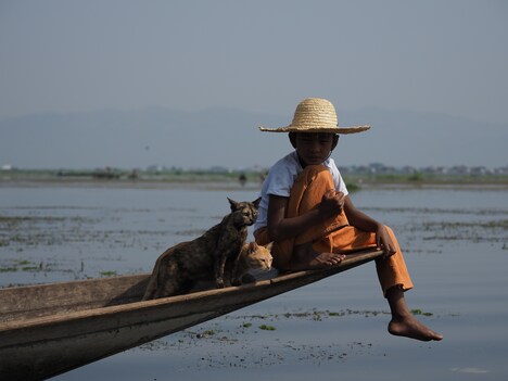 「劇場版 岩合光昭の世界ネコ歩き あるがままに、水と大地のネコ家族」