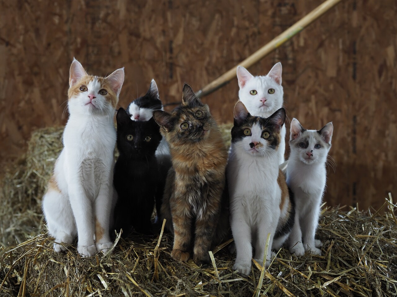 昭和レトロの温もり！昔懐かしの「猫あんか」 昭和レトロの温もり！昔懐かしの「猫あんか」