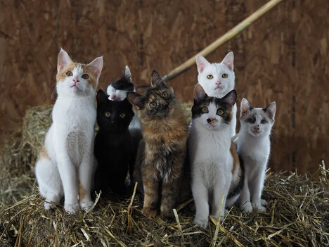 「劇場版 岩合光昭の世界ネコ歩き あるがままに、水と大地のネコ家族」