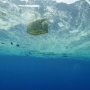 海がプラスチックであふれている…バラク・オバマも出演するドキュメンタリー予告編