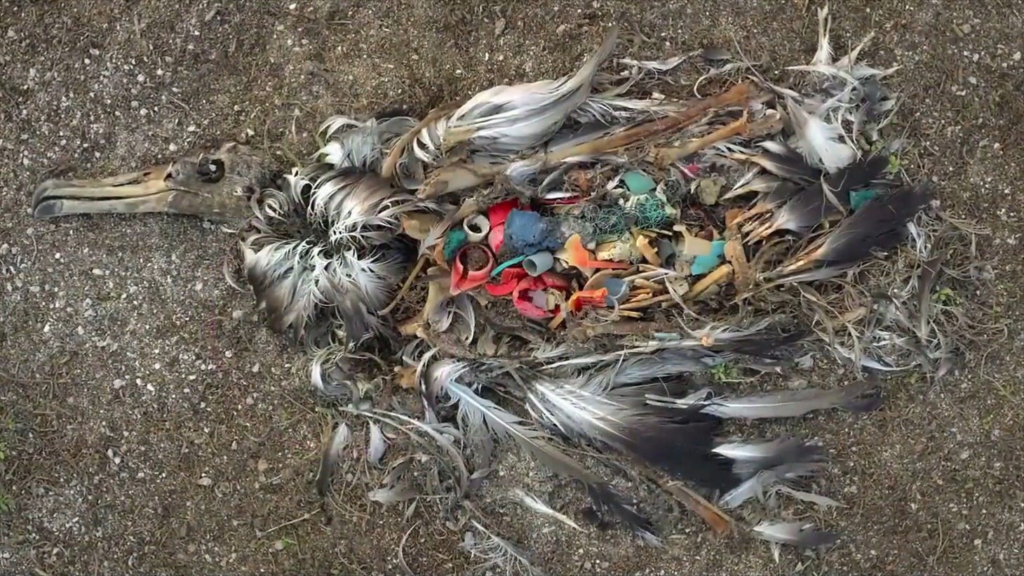 「プラスチックの海」