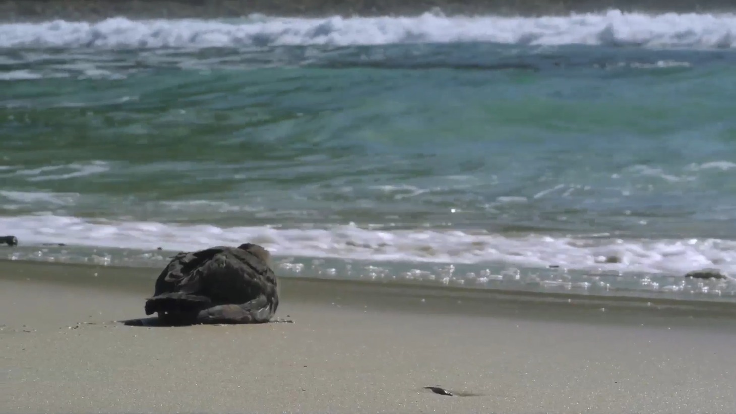 「プラスチックの海」