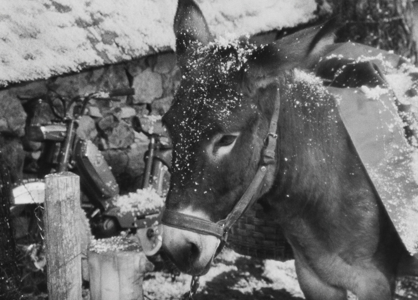 「バルタザールどこへ行く」 (c)1966 Argos Films -Parc Films -Athos Films -Svensk Filmindustri