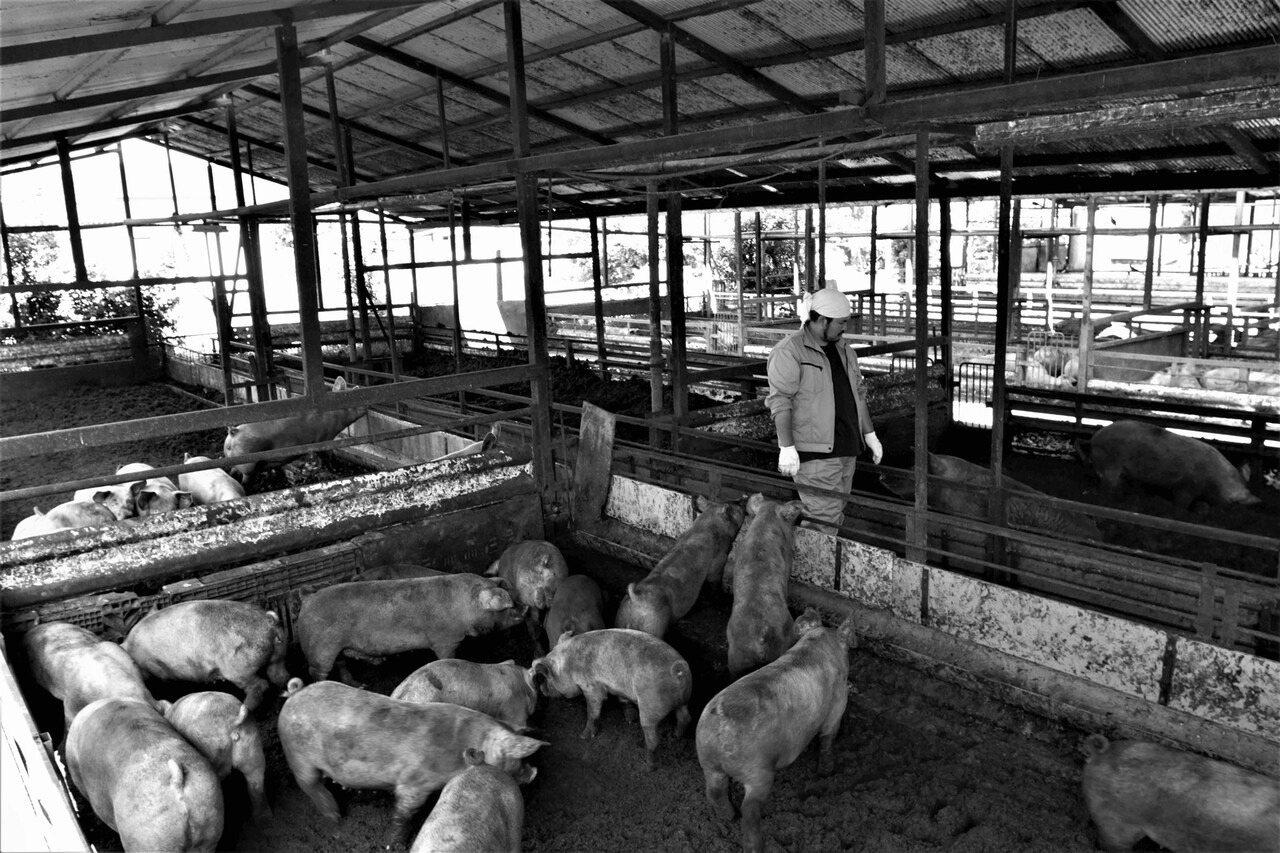 渡辺紘文のデビュー作から新作まで上映、特集「大田原愚豚舎の世界」第2弾が開催