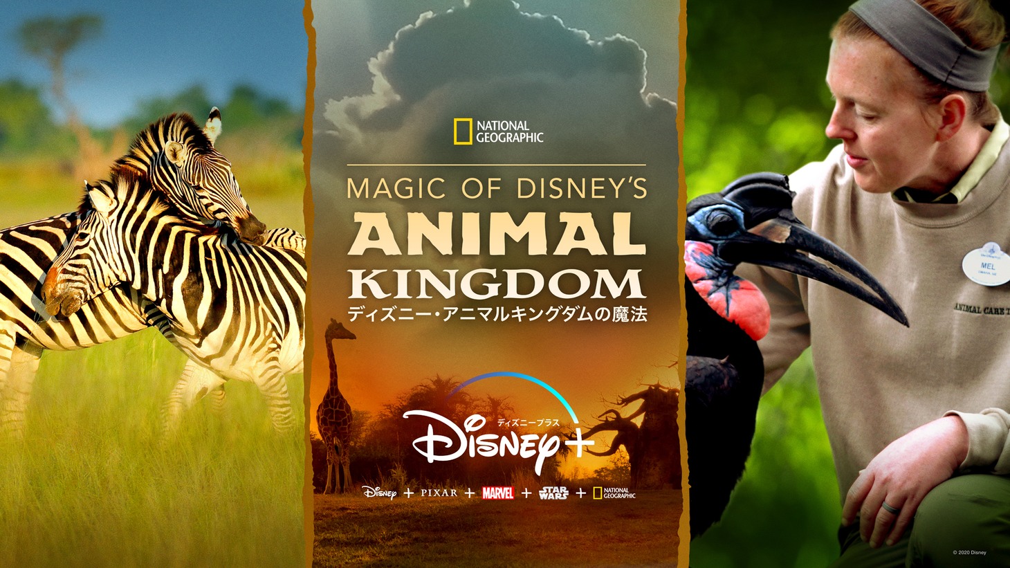 「Magic of Disney's Animal Kingdom ディズニー・アニマルキングダムの魔法」ビジュアル (c)2020 Disney and its related entities